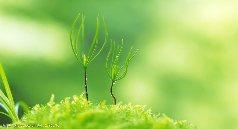 关键词:茁壮成长的小草 小草 植物 绿色 茁壮成长 户外 摄影 生物世界