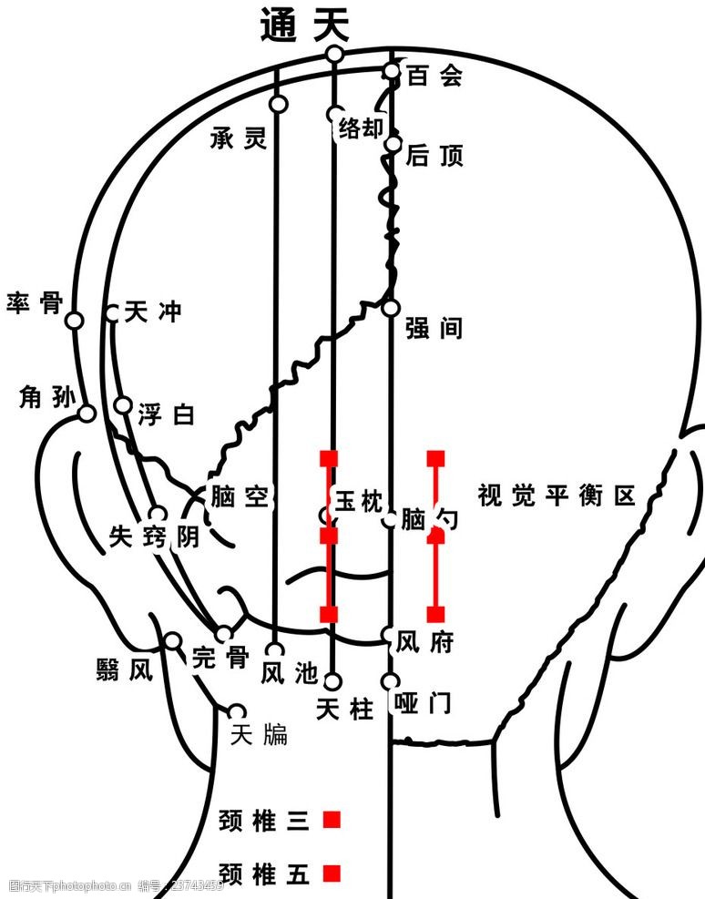 头部的穴位图