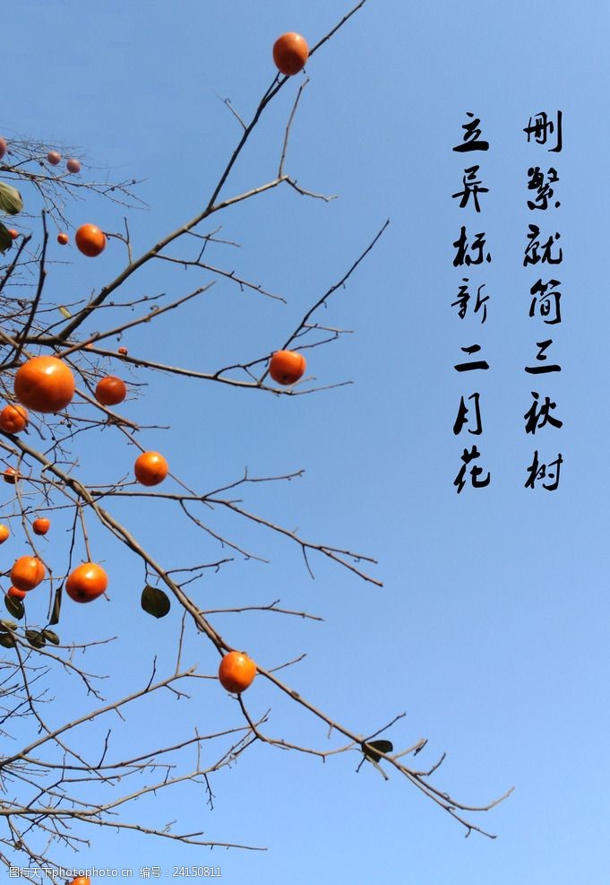 删繁就简三秋树