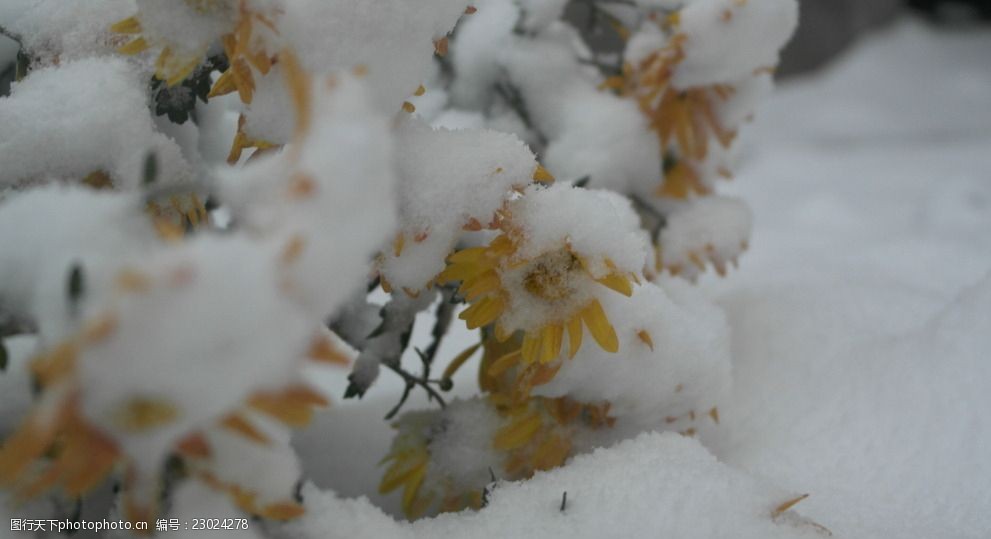 大雪覆盖的菊花