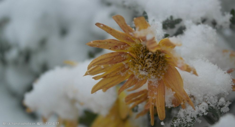 雪天中的菊花