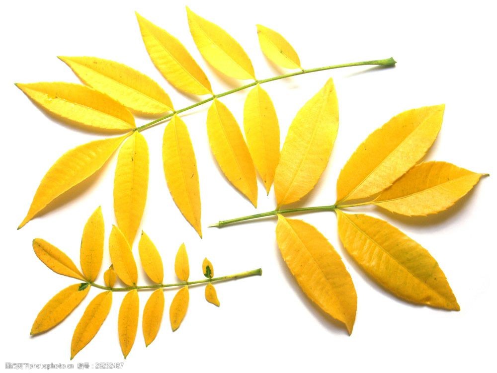 关键词:高清树叶摄影图片素材 叶子 植物 树叶 树叶摄影 秋天 秋季