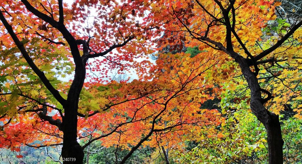 关键词:秋天山里的红叶 秋天 山里 红叶 枫叶 秋色 枝叶 树木树叶