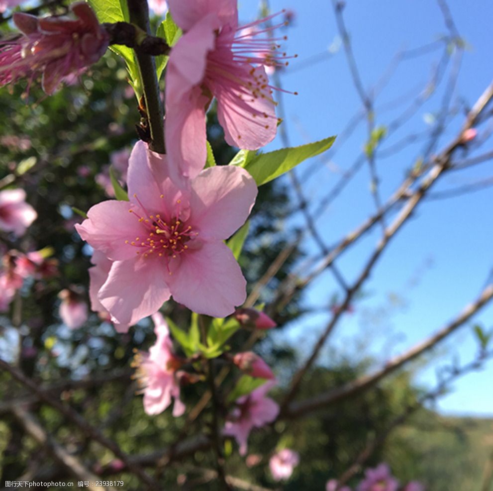 关键词:阳光下的桃花 桃花 桃枝 嫩芽 阳光 粉色