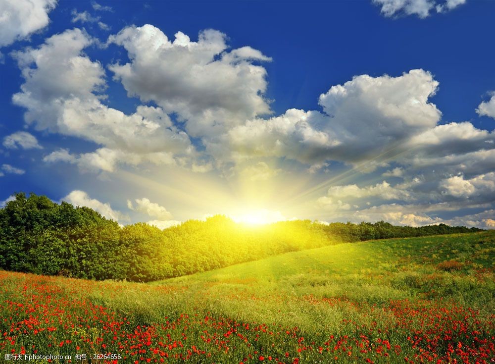 草原 草地 绿地 日出 阳光 美丽鲜花 野花 花朵 蓝天白云 草原美景
