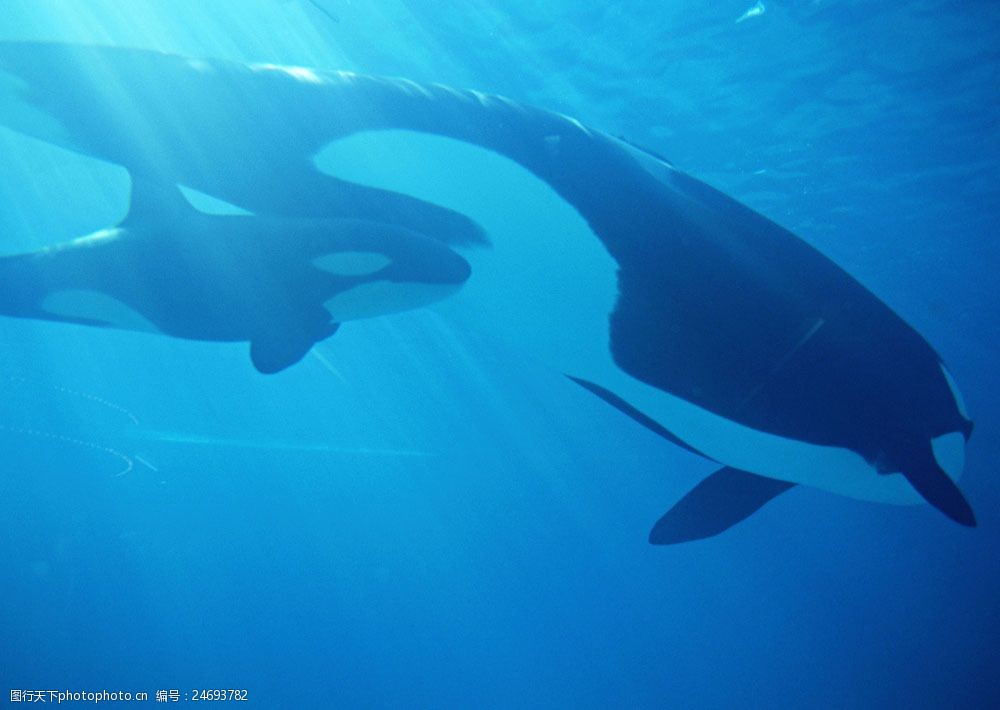 关键词:鲸鱼摄影图片素材 动物世界 生物世界 海底生物 鲸鱼 大海