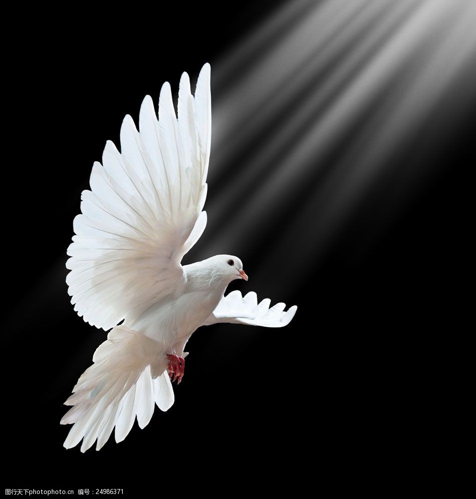 关键词:飞翔的鸽子图片素材 白鸽 鸽子 和平鸽 飞翔的白鸽 阳光 空中