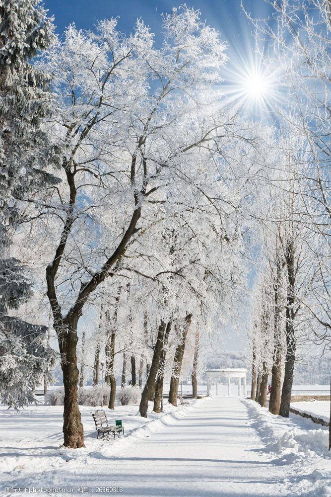 高清素材 自然风景  关键词:冬季雪路树木图片素材 美丽风景 冬天