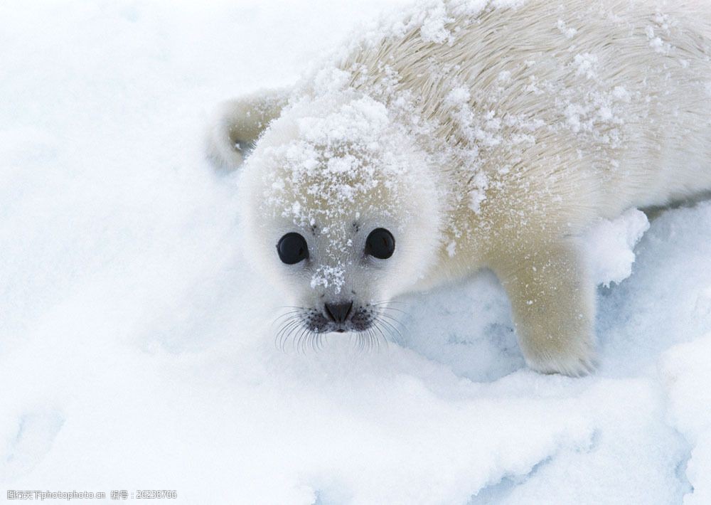 关键词:雪地上的海豹图片素材 动物世界 生物世界 雪地 白雪 海豹