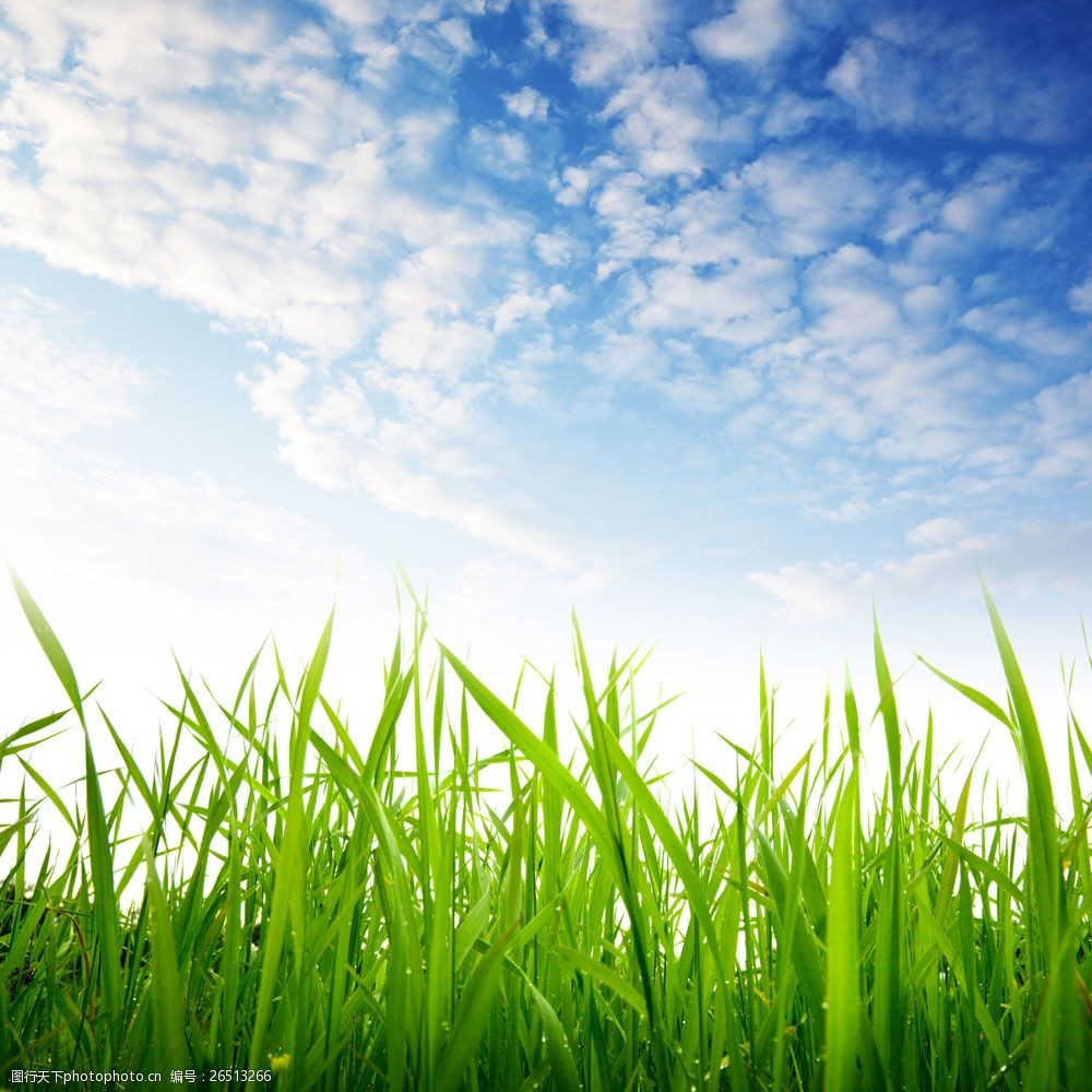 草地 草原 青草 绿地 蓝天白云 美丽风景 花草树木 生物世界 图片素材