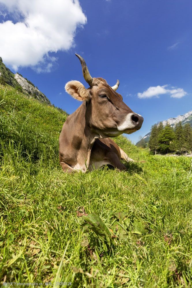趴在草地上的牛图片