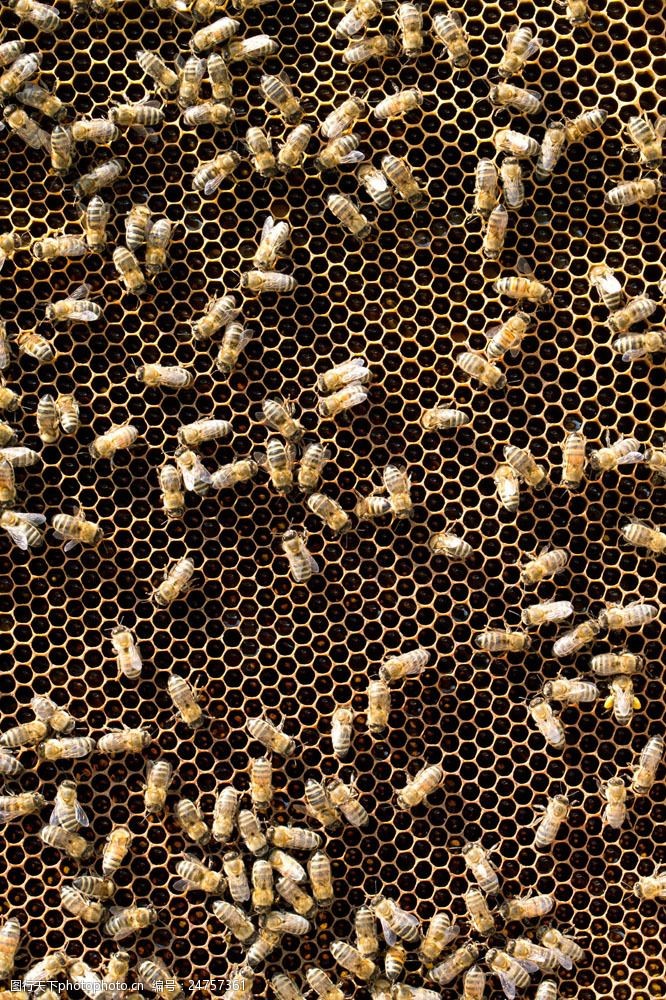 蜜蜂框里虫怎么处理