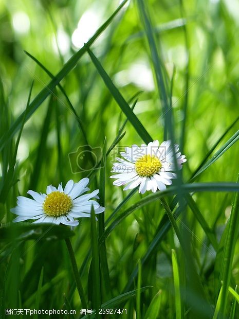 关键词:黄色和白色的花绿草环绕 自然 草 草地 春天 绿色 雏菊 花