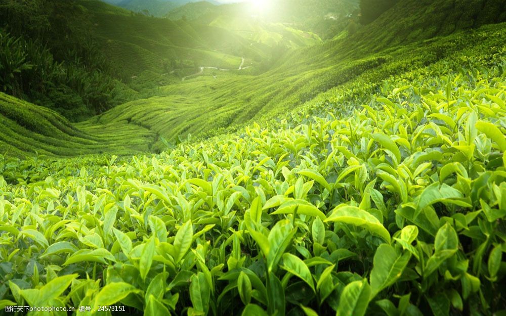 连绵不断的茶叶田地图片素材 茶叶 绿色植物 田地 山 阳光 山水风景