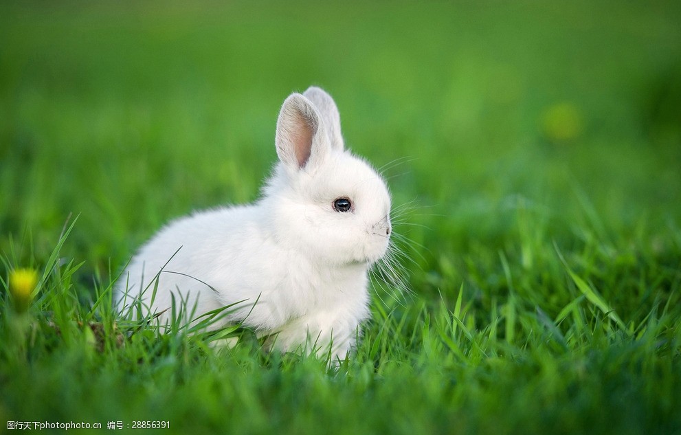 绿色草丛中的小白兔