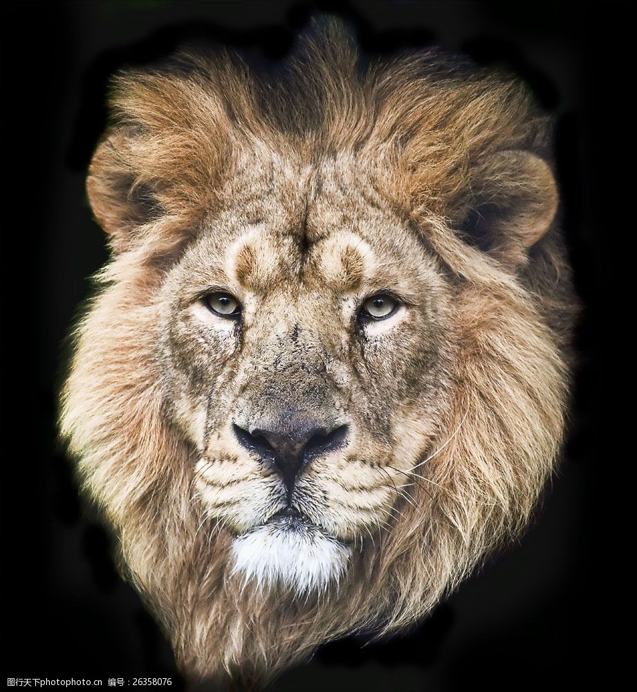 关键词:狮子头部摄影图片素材 雄狮 狮子 动物世界 野生动物 动物摄影