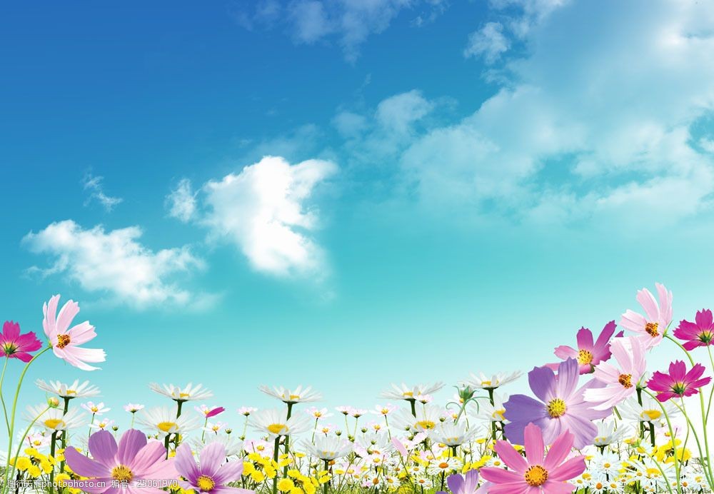 漂亮的蓝天鲜花图片素材 漂亮的蓝天鲜花 鲜花 蓝天 花卉 植物 花草