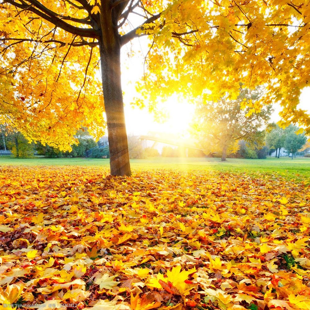 秋日大树 铺满落叶 地面 美景 阳光 山水风景 风景图片 图片素材
