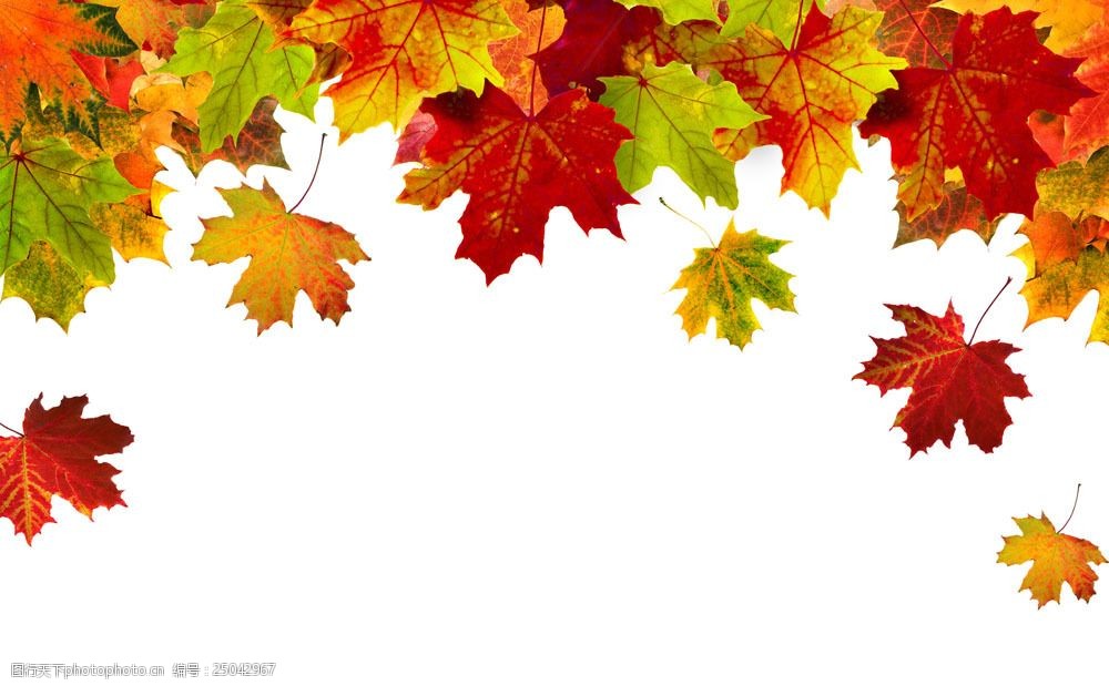 秋天落叶背景图片素材 落叶 秋天枫叶 秋天树叶背景 叶子 黄叶 梧桐叶