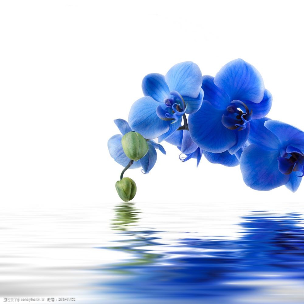 水面 水纹 蓝色花朵 花朵 鲜花 植物 花卉 花草树木 生物世界 图片