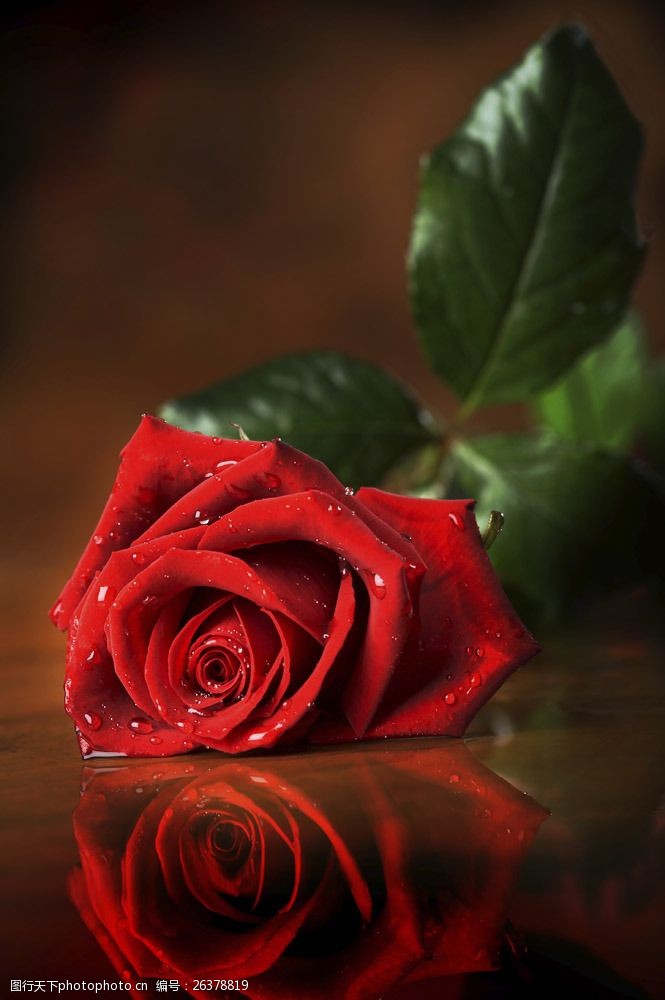 关键词:玫瑰花摄影素材图片素材 叶子 植物 水滴 玫瑰花 花朵 鲜花