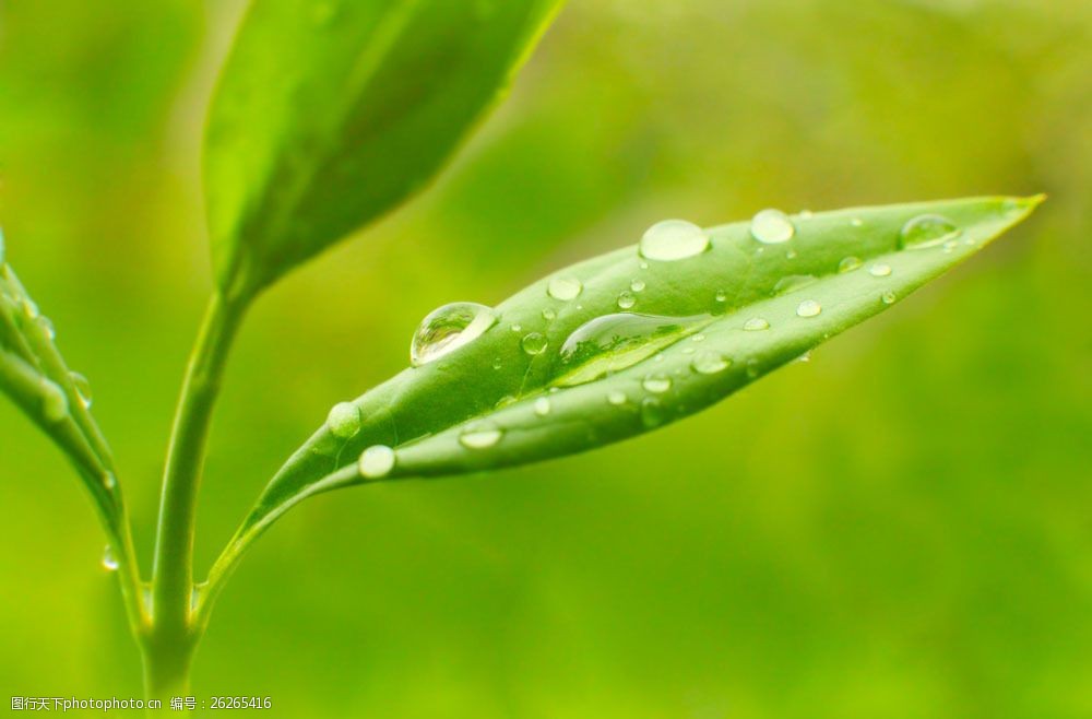 茶叶上的露珠图片