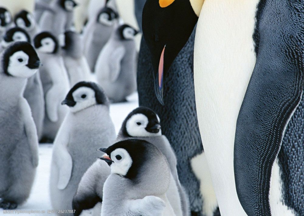 关键词:可爱小企鹅图片素材 动物世界 生物世界 南极 小企鹅 水中生物