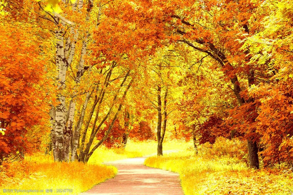 美丽秋天树林小路风景图片