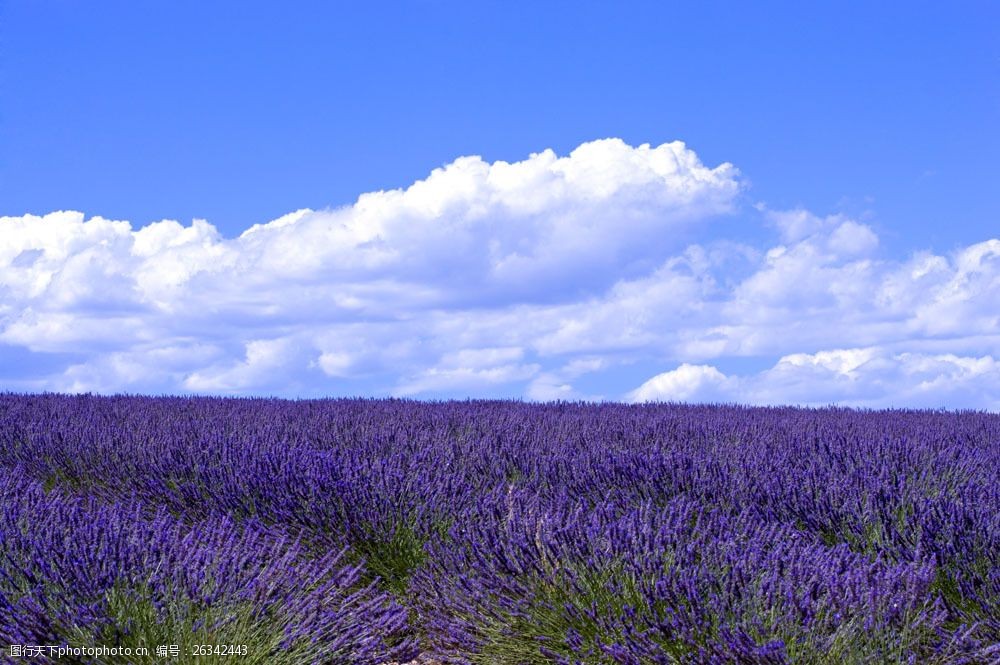 高清素材 自然风景  关键词:蓝天下的紫蓝色花海图片图片素材 图片