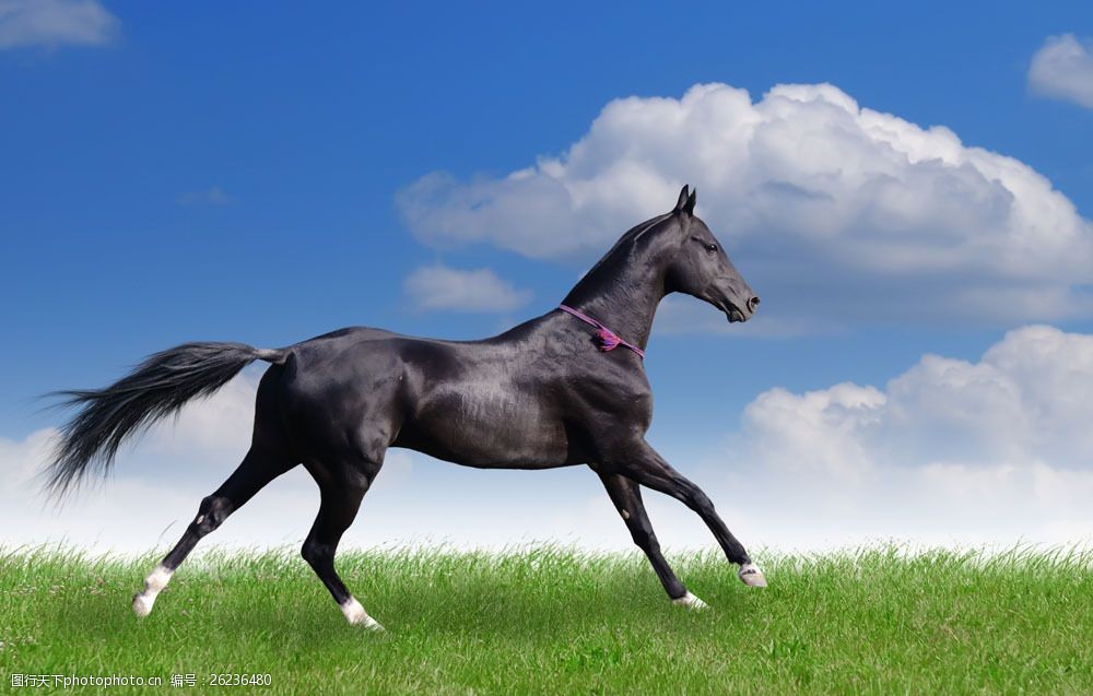 草原上奔跑的黑色骏马图片