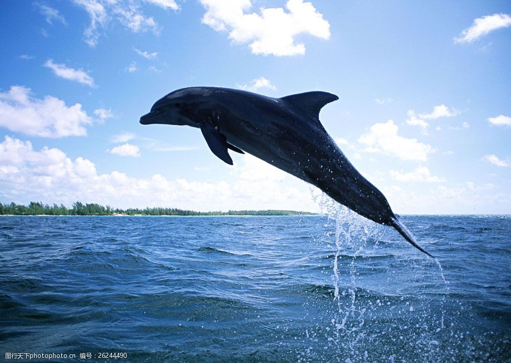 关键词:海豚摄影图片素材 动物世界 生物世界 海底生物 海豚 大海