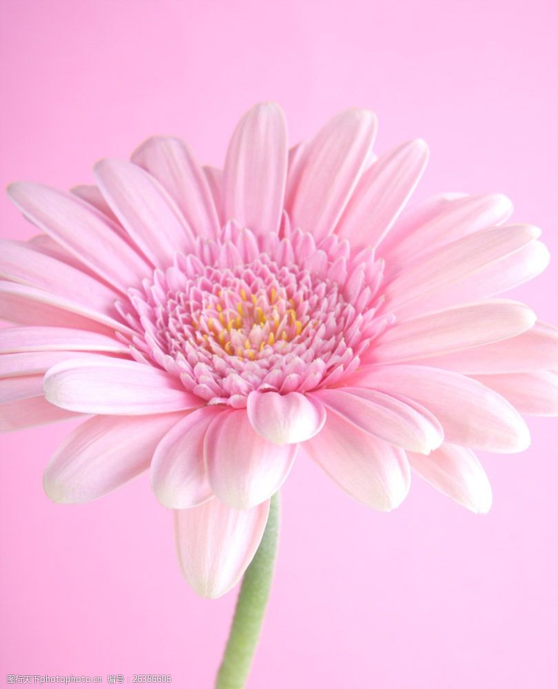粉红色鲜花背景图片