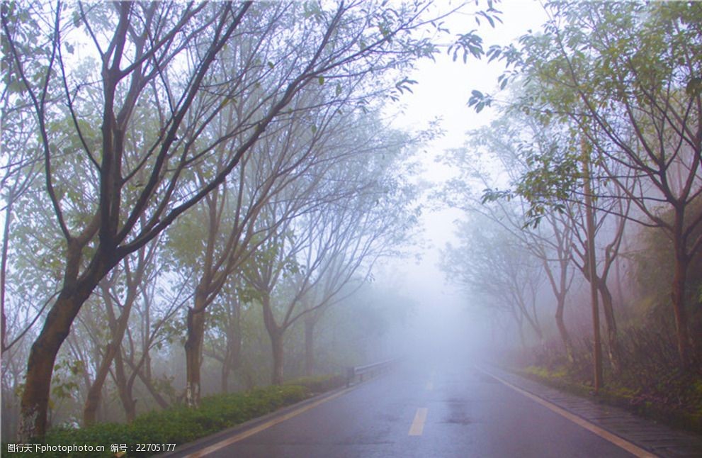 雨天公园树木道路