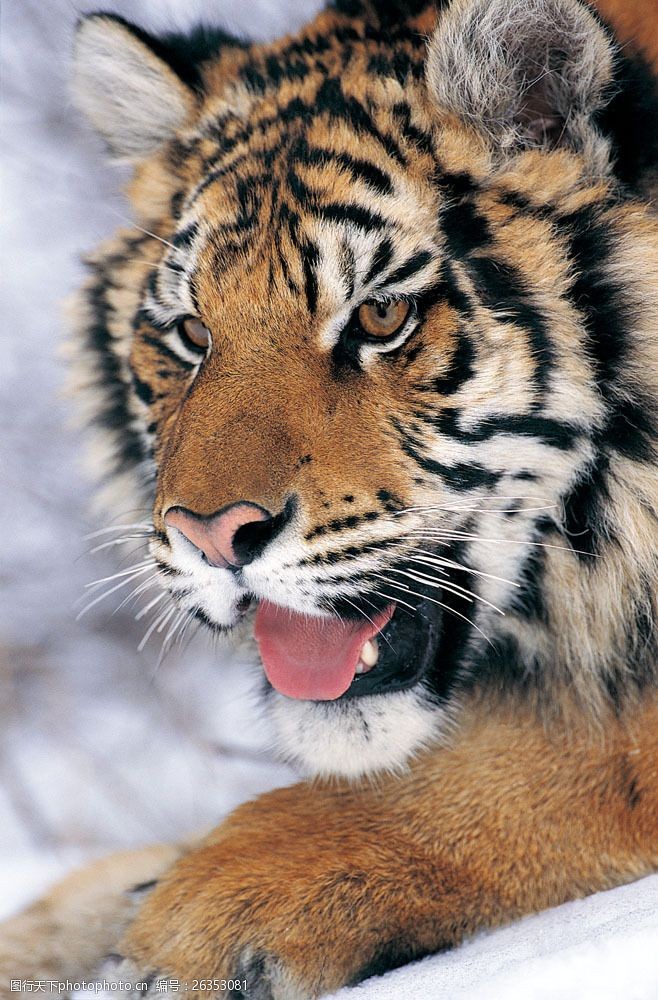 关键词:老虎摄影图片素材 野生动物 动物世界 哺乳动物 老虎 摄影图