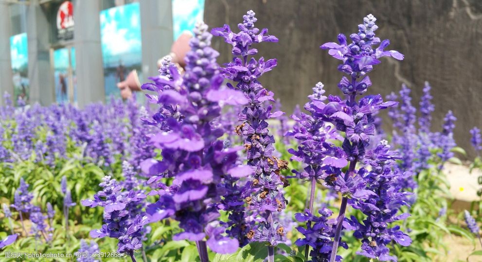 紫色花丛花朵