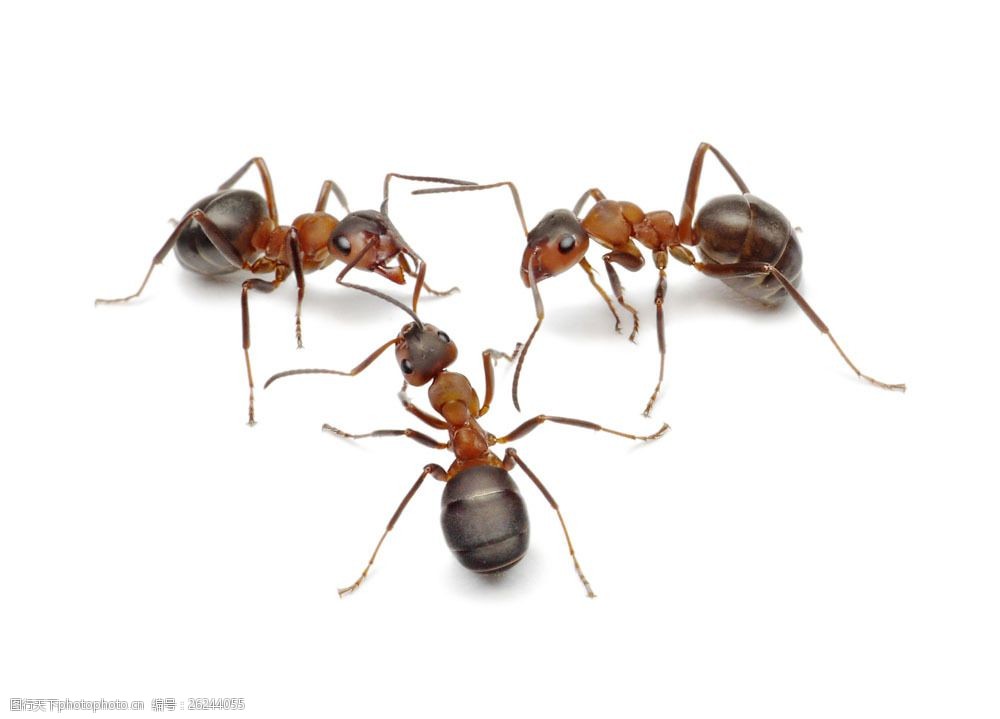 三只蚂蚁图片