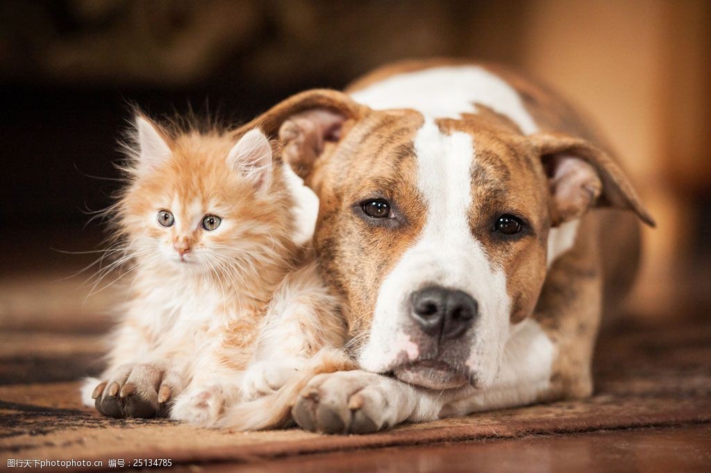 关键词:小猫和小狗图片素材 小猫 小狗 可爱宠物狗 动物 动物世界