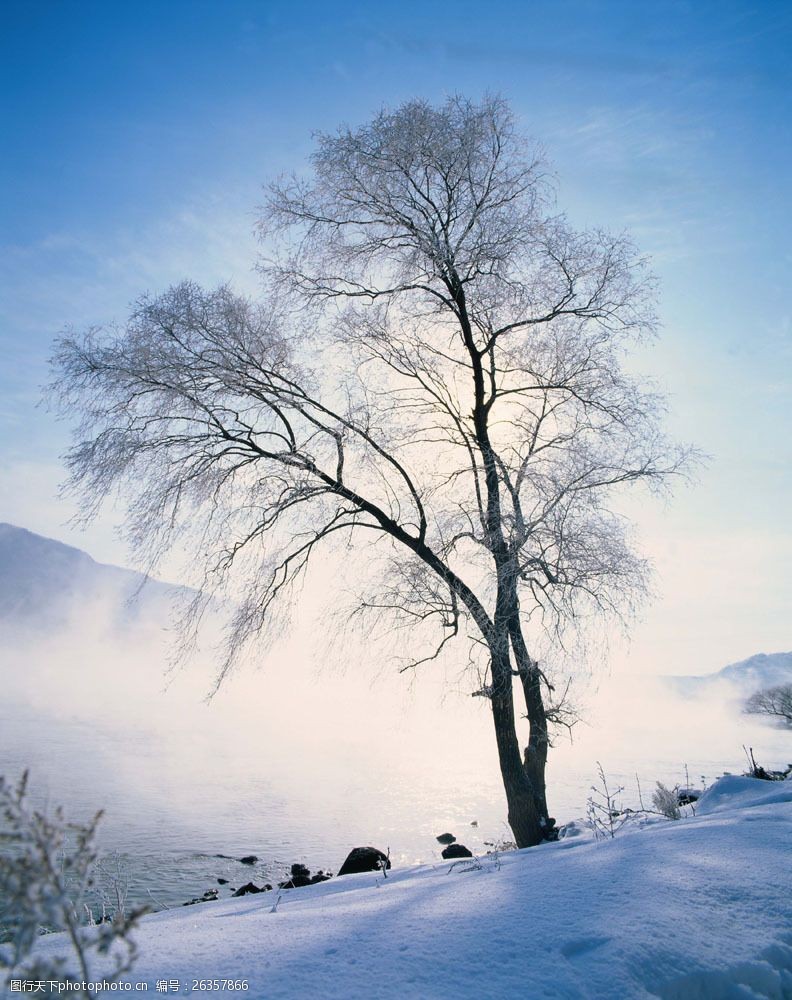 竖构图 蓝天 天空 雪地 白雪皑皑 冬季 冬日 冬天 寒冷 树木 一棵树