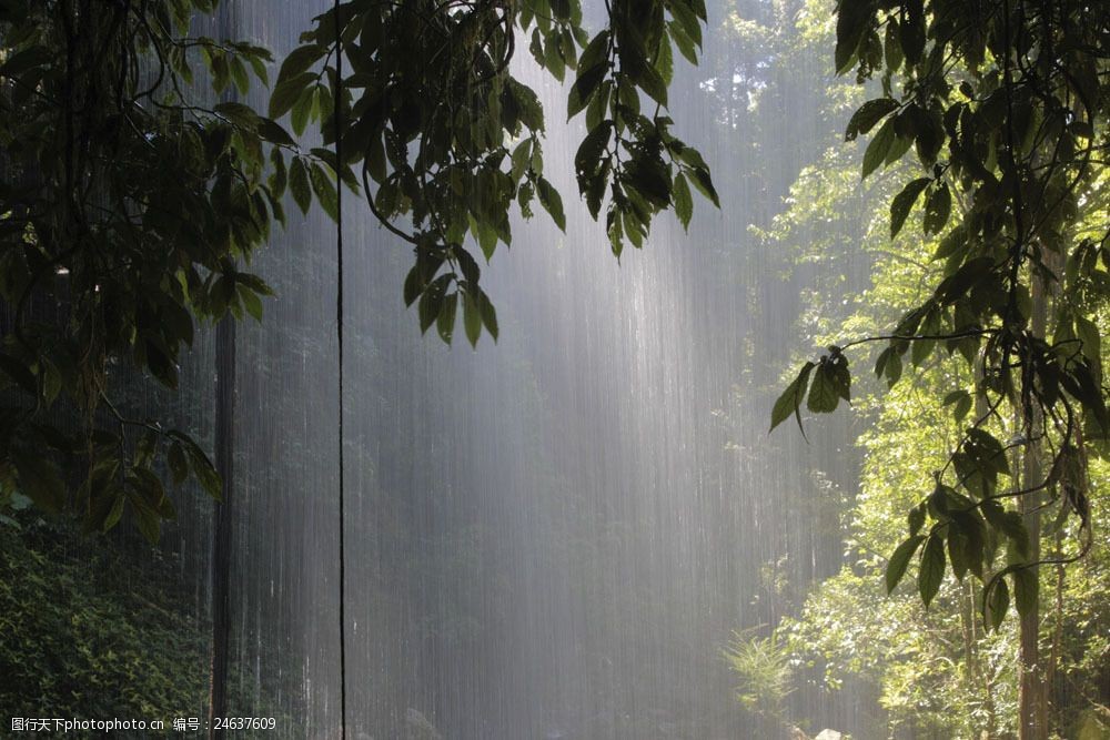 关键词:热带雨林图片素材 风景 热带雨林 下雨 苍天大树 朦胧 唯美
