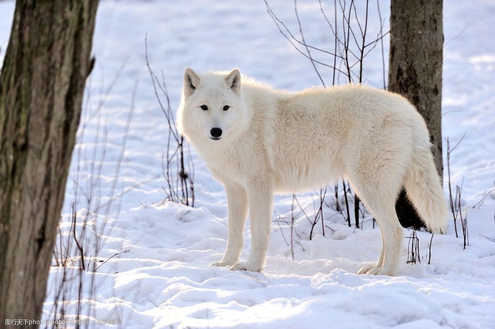 关键词:雪地里的白色狼图片素材 雪地里的白色狼 陆地动物 生物世界