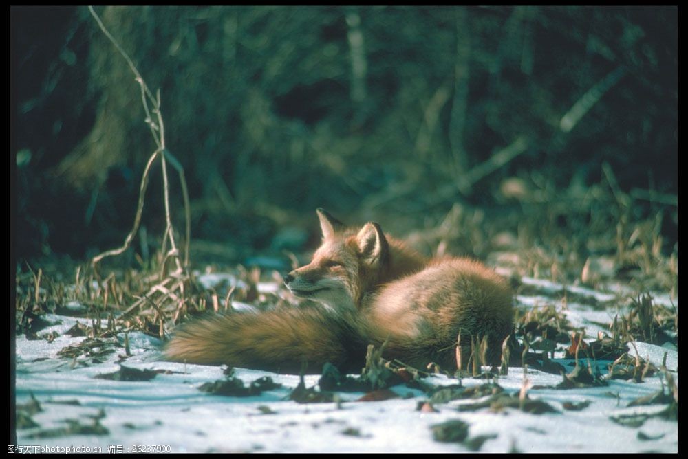 关键词:雪地上的狐狸图片素材 狐狸 狐狸摄影 野生动物 动物摄影 动物