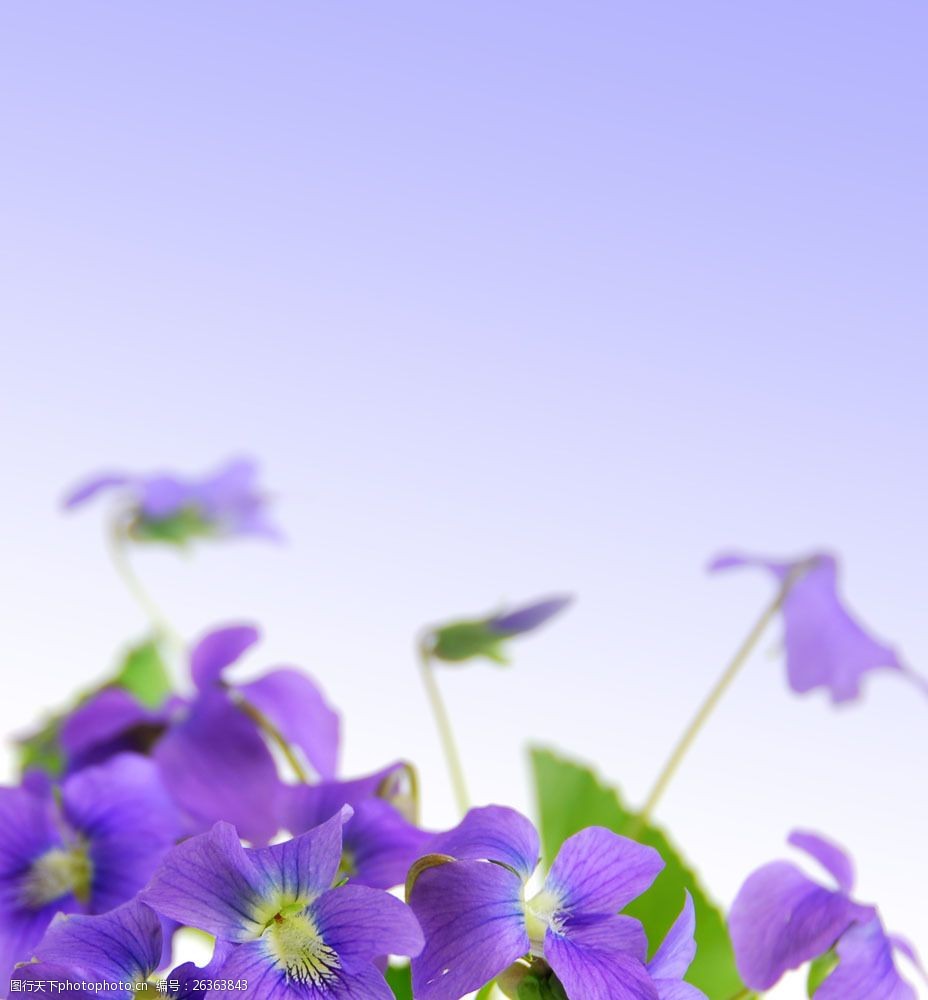 紫色鲜花 花卉 花朵 鲜花背景 美丽花朵 其他风光 风景图片 图片素材