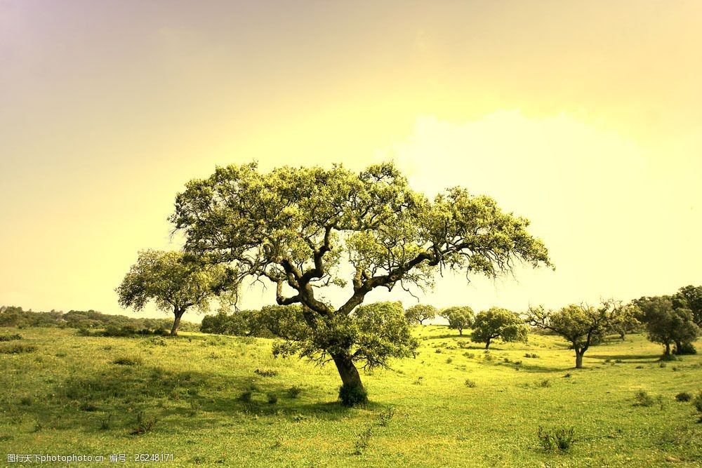 设计图库 高清素材 自然风景  关键词:草地上的大树高清风景图片图片