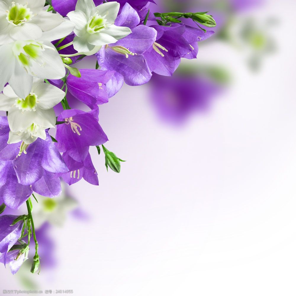 美丽的白色与紫色花朵图片