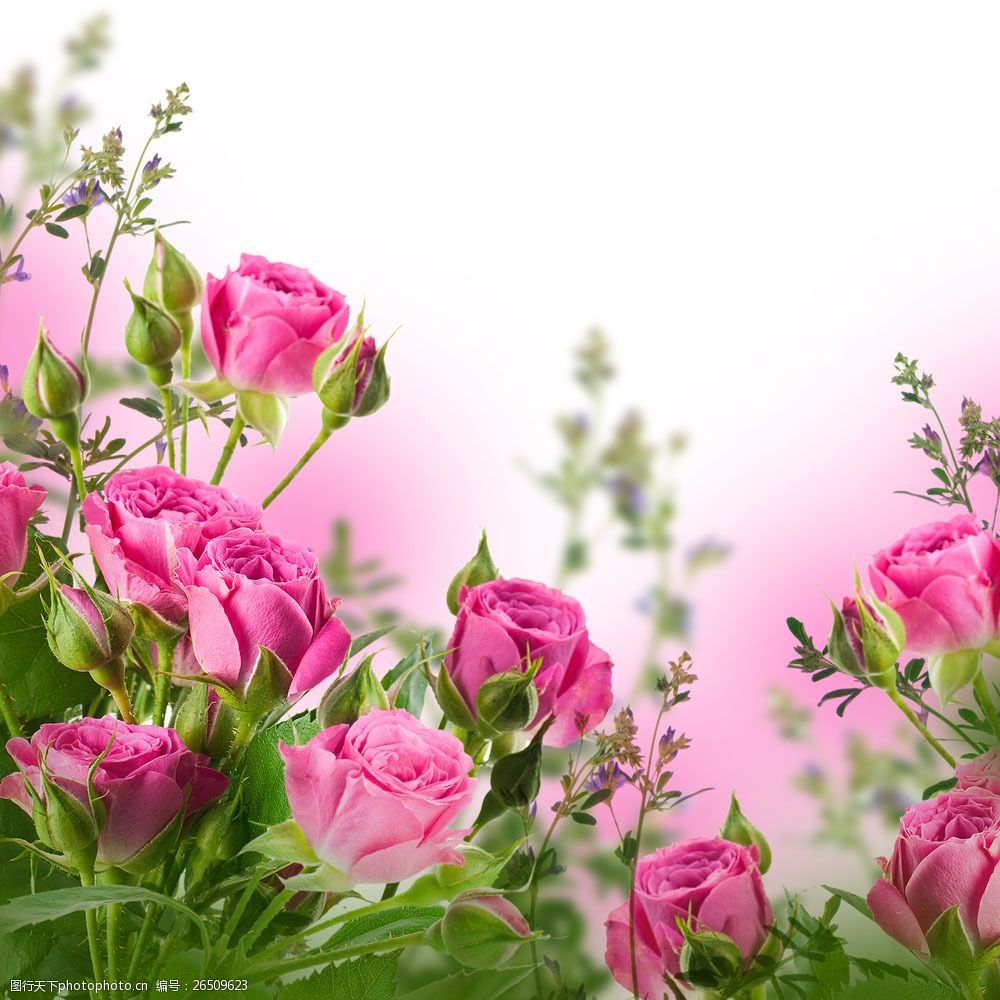 关键词:美丽的粉色玫瑰花图片素材 绿叶 粉玫瑰 花朵 鲜花 植物 花卉