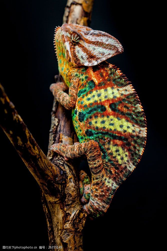 关键词:变色龙摄影图片素材 蜥蜴 变色龙 动物世界 野生动物 陆地动物