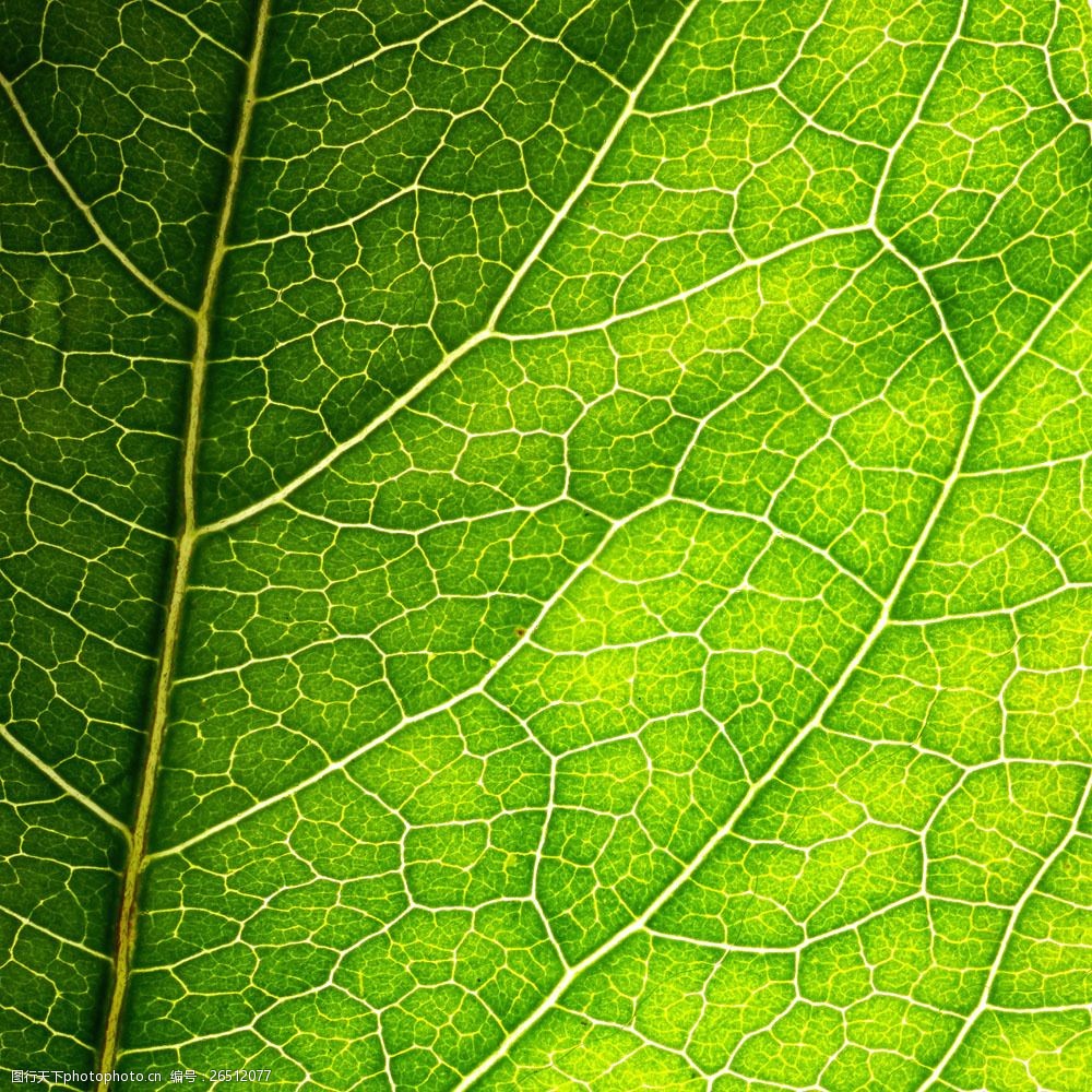 设计图库 高清素材 动植物  关键词:树叶纹理图片素材 绿叶纹理 绿叶