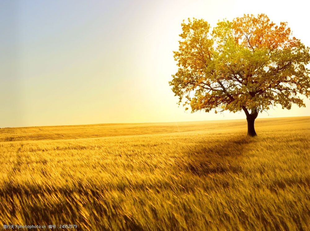 金色稻田图片素材 季节 秋季 丰收 稻田 天空 成熟 大树 山水风景