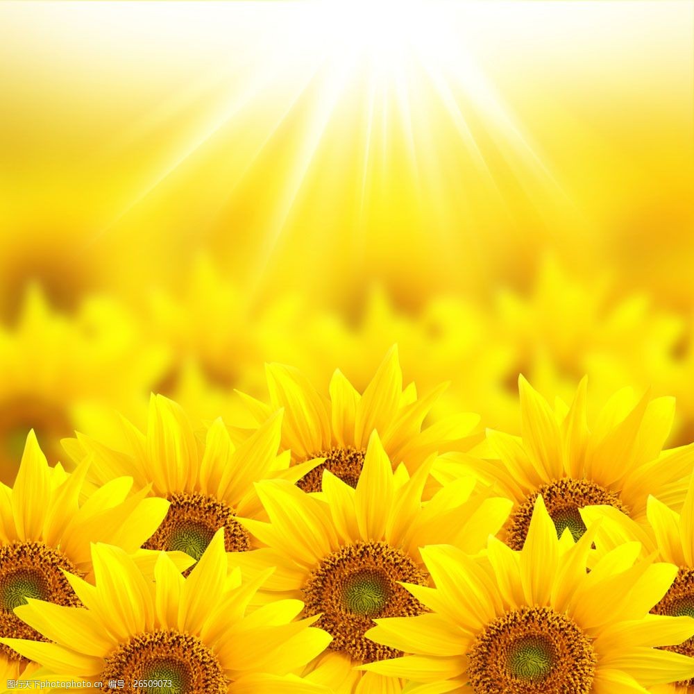阳光与向日葵背景图片素材 阳光 鲜花背景 葵花 向日葵 花朵 美丽鲜花