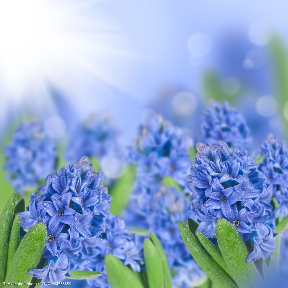 阳光 春天 鲜花 植物 花卉 风信子 蓝色 花草树木 生物世界 图片素材